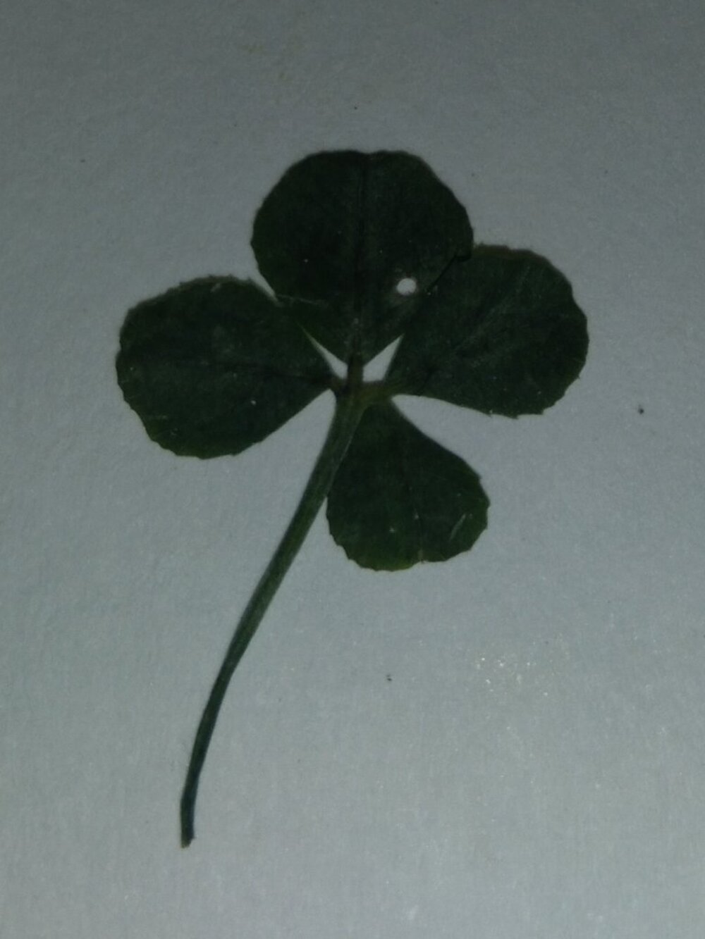 4 Leaf Clover 🍀 small